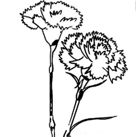 康乃馨的花簡筆