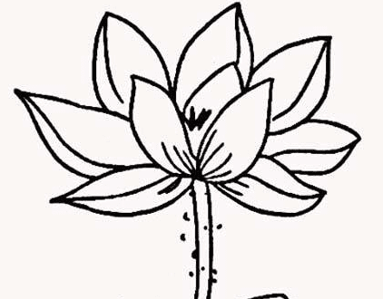 綻放的荷花簡筆
