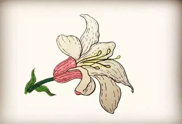 百合花簡(jiǎn)筆畫畫法步驟教程