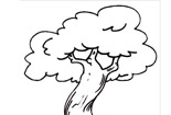 大樹(shù)的植物簡(jiǎn)筆畫圖片大全-大樹(shù)的簡(jiǎn)筆畫