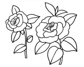 綻放的山茶花<a href=http://www.inspiredelm.com/jianbihua/ target=_blank class=infotextkey>簡筆畫</a>圖片