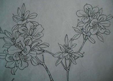 一枝玉蘭花<a href=http://www.inspiredelm.com/jianbihua/ target=_blank class=infotextkey>簡(jiǎn)筆畫</a>圖片