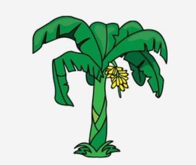 香蕉樹(shù)植物簡(jiǎn)筆畫步驟