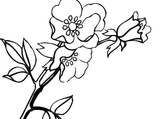 形狀各異的鮮花簡筆畫