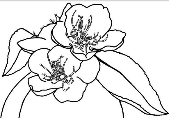綻放的桃花簡(jiǎn)筆