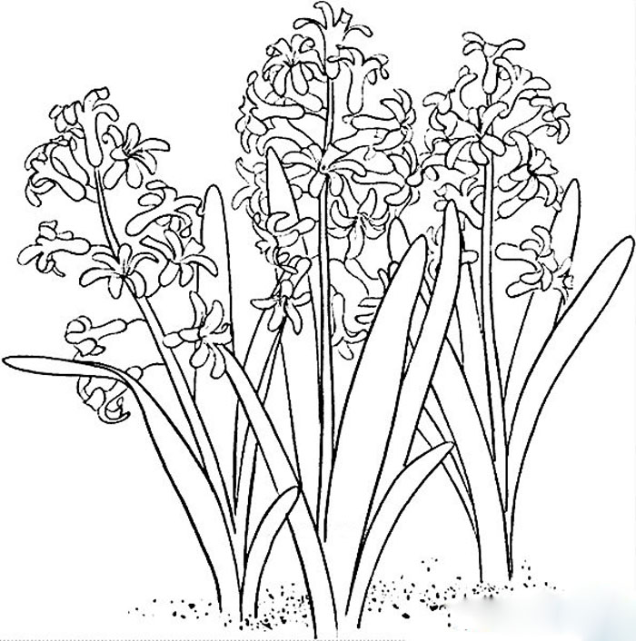 好看的植物簡筆畫，風(fēng)信子簡筆畫