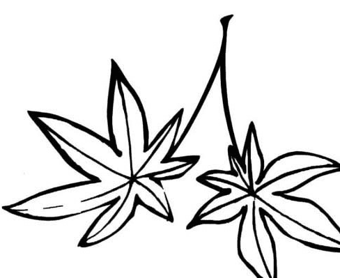 漂亮的楓葉簡筆