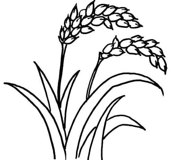 秋天農(nóng)作物簡(jiǎn)筆
