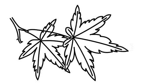 兩片葉子簡筆