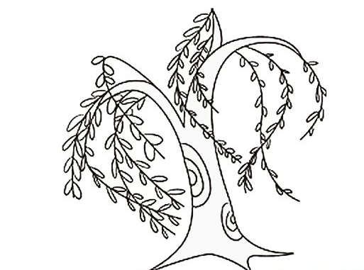 柳樹植物簡筆圖片
