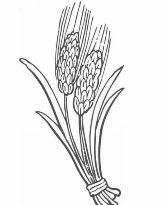 小麥谷物簡(jiǎn)筆畫