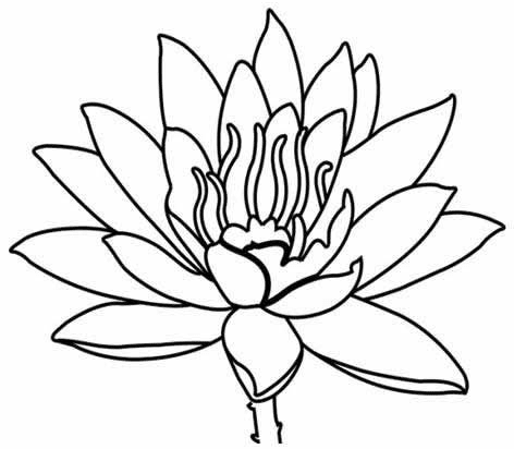 綻放的荷花簡筆