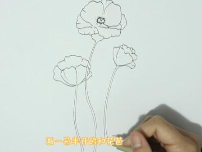 美麗的虞美人簡(jiǎn)筆步驟