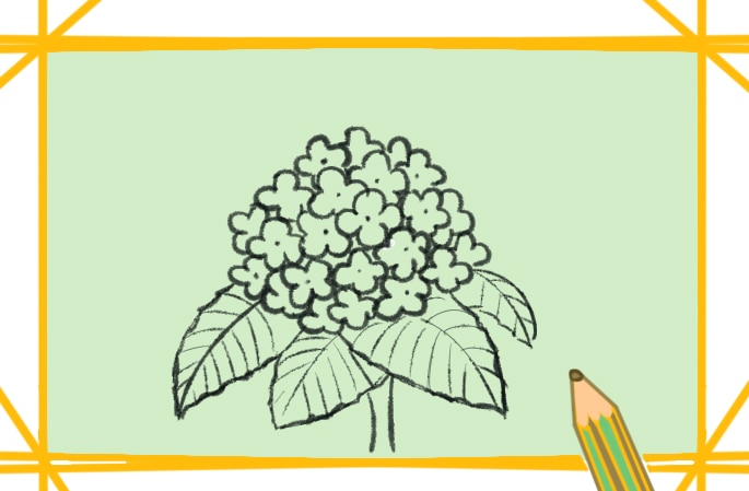 漂亮的繡球花<a href=http://www.inspiredelm.com/jianbihua/ target=_blank class=infotextkey>簡筆畫</a>圖片怎么畫