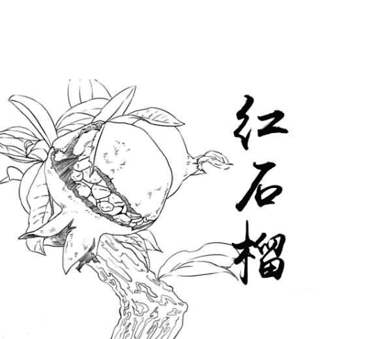 石榴簡筆圖片