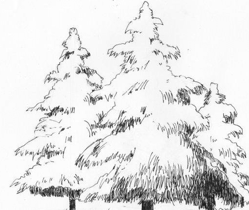 松樹(shù)植物簡(jiǎn)筆