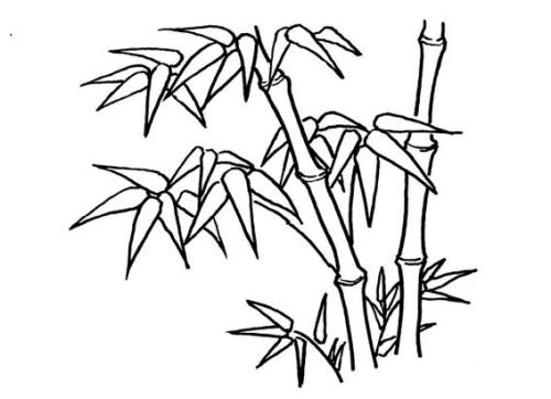 竹子簡筆圖片