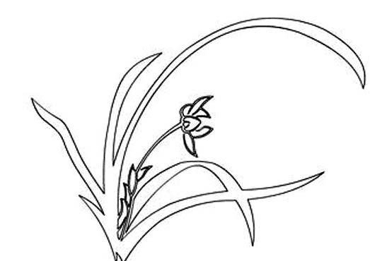 蘭花簡(jiǎn)筆畫圖片