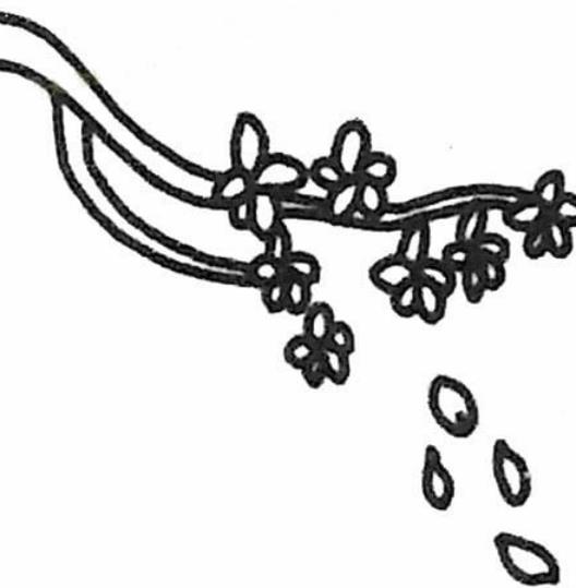 簡單的櫻花花瓣簡筆