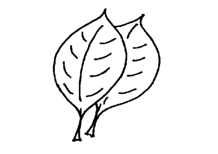 秋天的落葉簡(jiǎn)筆