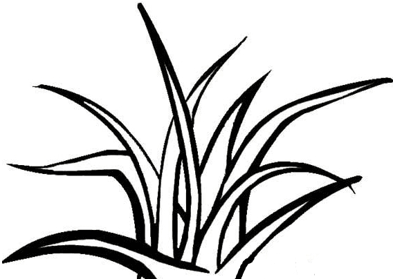 簡(jiǎn)單好看的小草簡(jiǎn)筆畫