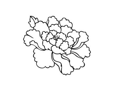 漂亮的牡丹花簡(jiǎn)筆