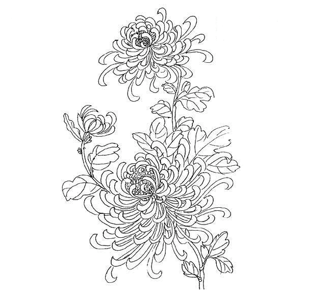 美麗的菊花簡(jiǎn)筆