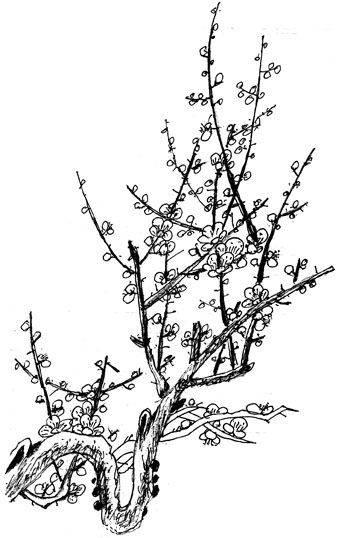 漂亮的梅花簡筆