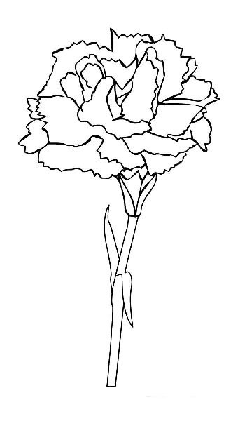 美麗的康乃馨<a href=http://www.inspiredelm.com/jianbihua/ target=_blank class=infotextkey>簡(jiǎn)筆畫</a>圖片