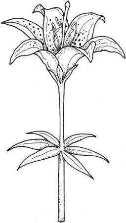 含蓄的百合花簡筆畫圖片