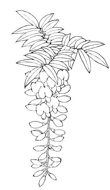 紫藤花植物簡筆畫