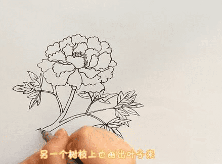 中國國花牡丹簡筆步驟