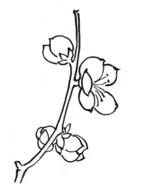 梅花植物簡筆
