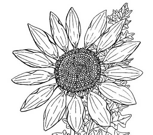 太陽(yáng)花兒童簡(jiǎn)筆