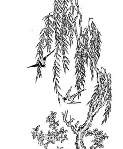 垂柳植物簡筆