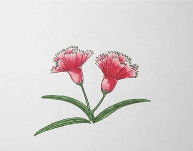 康乃馨簡(jiǎn)筆畫畫法步驟教程