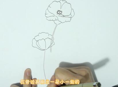 美麗的虞美人簡(jiǎn)筆步驟