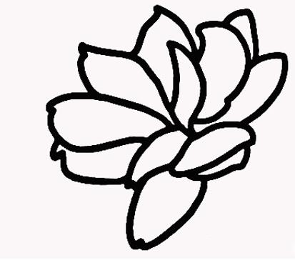 茉莉花的花簡(jiǎn)筆步驟