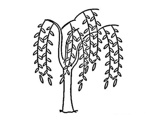 柳樹植物簡筆圖片