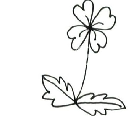 四葉幸運(yùn)草植物簡筆