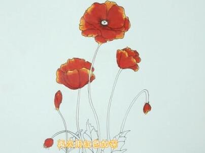 美麗的虞美人簡(jiǎn)筆步驟