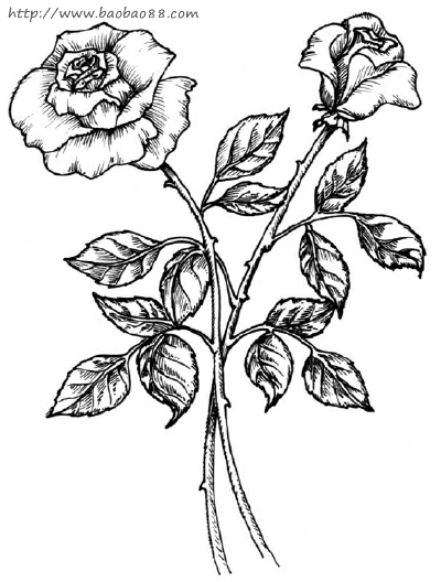 姿態(tài)萬(wàn)千的玫瑰花簡(jiǎn)筆