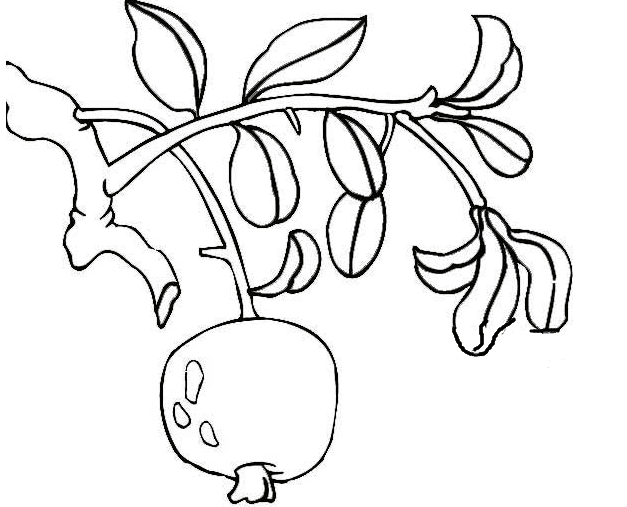 石榴簡(jiǎn)筆畫(huà)圖片