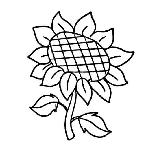 漂亮的太陽(yáng)花簡(jiǎn)筆