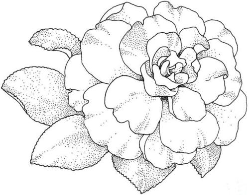 桂花植物簡筆