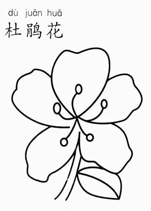 杜鵑花簡筆畫圖片