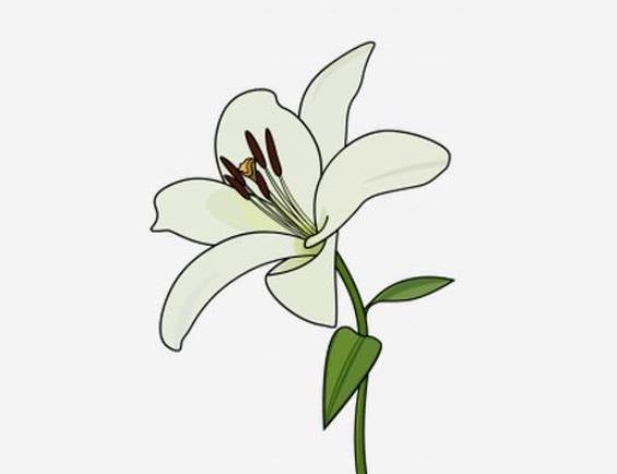 美麗的百合花簡(jiǎn)筆畫(huà)步驟