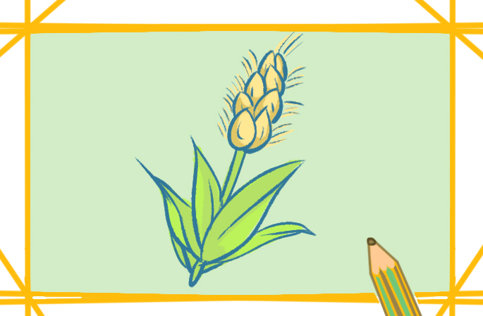 漂亮的大麥<a href=http://www.inspiredelm.com/jianbihua/ target=_blank class=infotextkey>簡(jiǎn)筆畫</a>圖片怎么畫