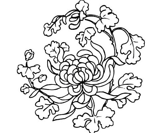 美麗的菊花簡(jiǎn)筆畫