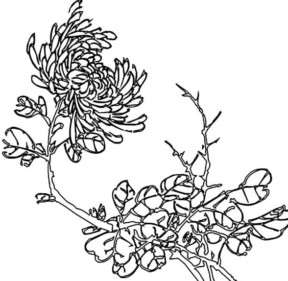 形態(tài)各異的菊花簡筆